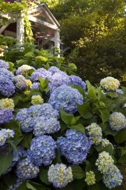 The Original Endless Summer Hydrangea 18 The Original Endless Summer Hydrangea -Garden Plant Store The Original Endless Summer Hydrangea Bush With Blue Blooms 68726.1622573932