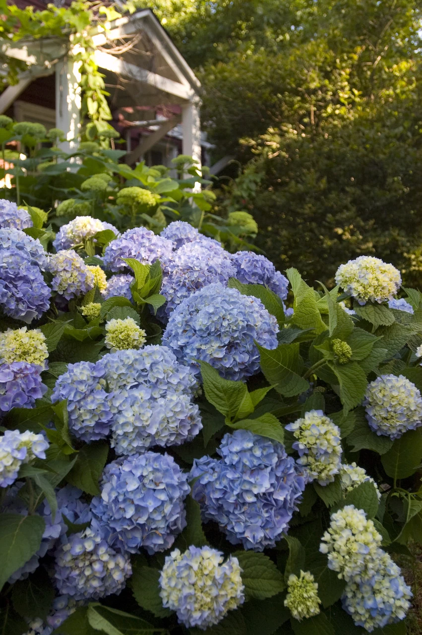 The Original Endless Summer Hydrangea 9 The Original Endless Summer Hydrangea - Image 7
