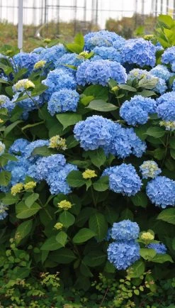 The Original Endless Summer Hydrangea 16 The Original Endless Summer Hydrangea -Garden Plant Store The Original Endless Summer Hydrangea Bush 85956.1622573932