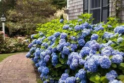 The Original Endless Summer Hydrangea 14 The Original Endless Summer Hydrangea -Garden Plant Store The Original Endless Summer Hydrangea Next To Sidewalk 88120.1622573932