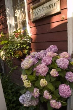 The Original Endless Summer Hydrangea 15 The Original Endless Summer Hydrangea -Garden Plant Store The Original Endless Summer Hydrangea With Pink Flowers 57698.1622573932