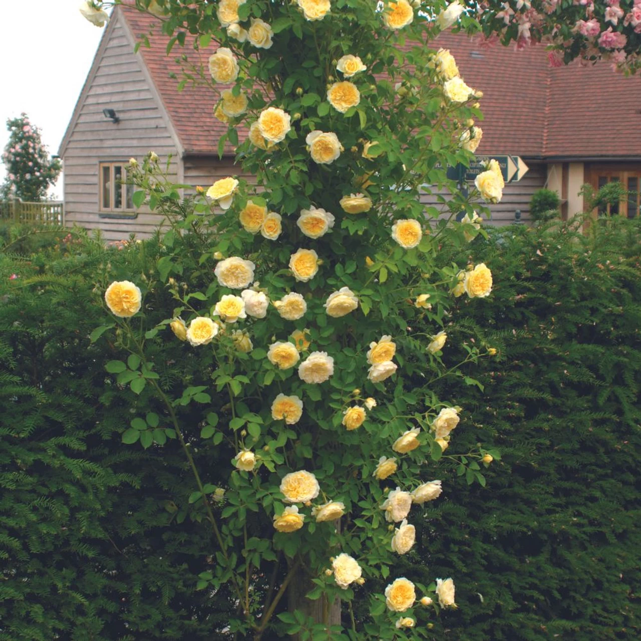 The PIlgrim Climbing Rose 4 The PIlgrim Climbing Rose - Image 2