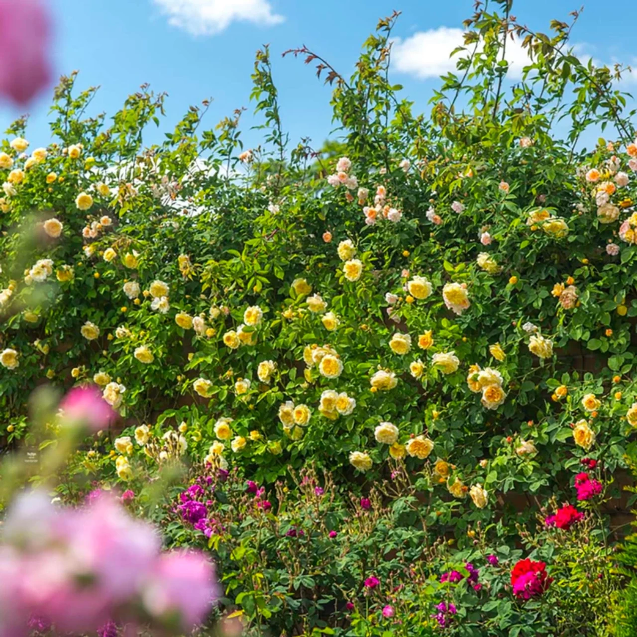 The PIlgrim Climbing Rose 5 The PIlgrim Climbing Rose - Image 3
