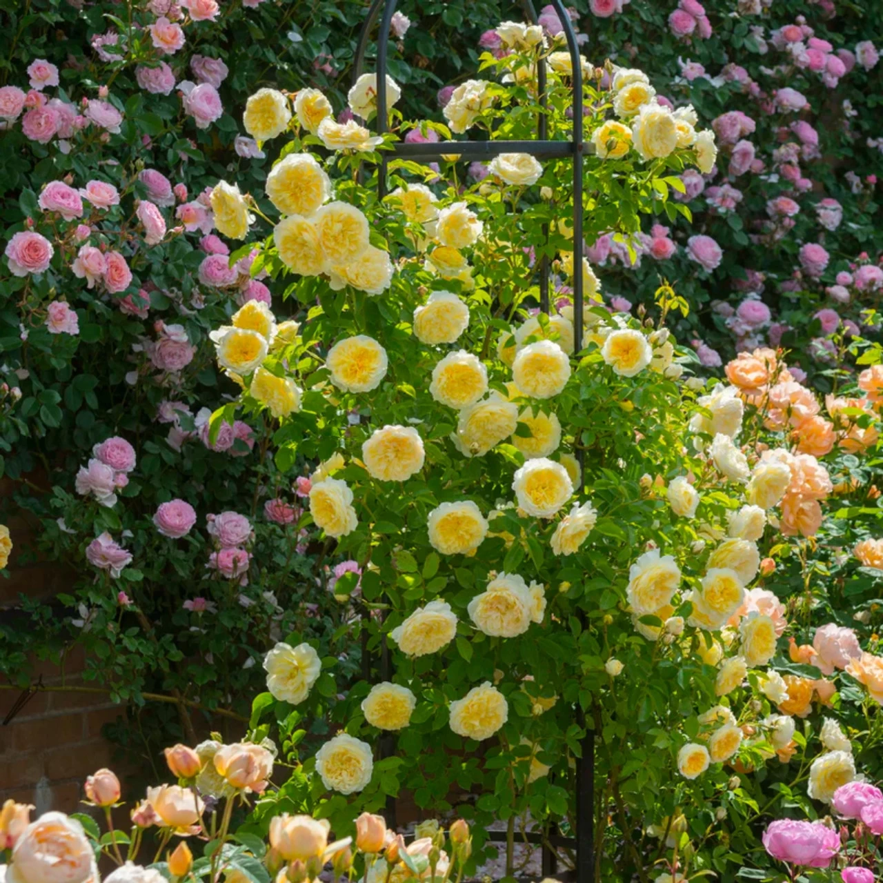 The PIlgrim Climbing Rose 7 The PIlgrim Climbing Rose - Image 5