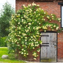 The PIlgrim Climbing Rose 17 The PIlgrim Climbing Rose -Garden Plant Store The Pilgrim Climbing Rose Blooming on the Wall 2 03468.1676480066