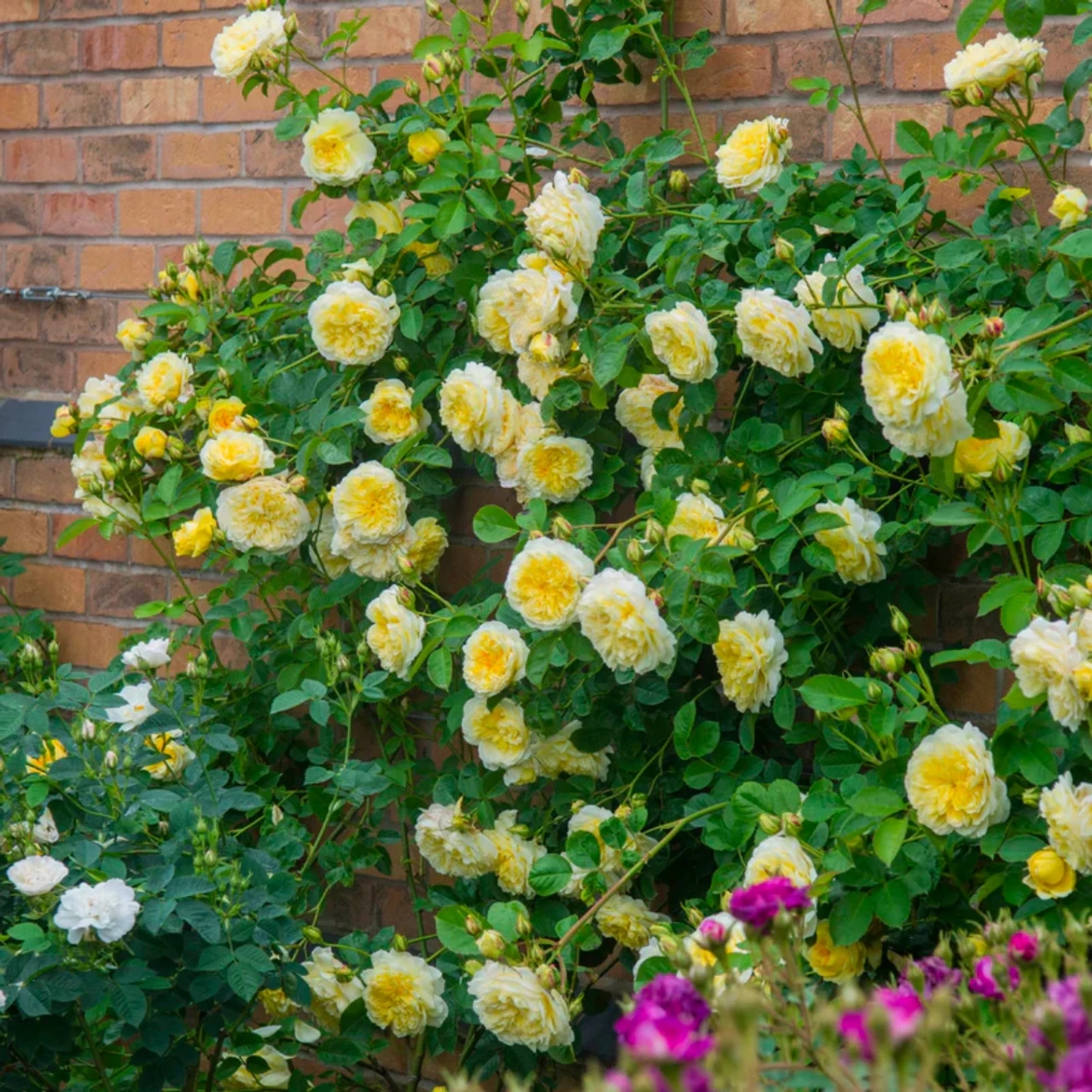The PIlgrim Climbing Rose 9 The PIlgrim Climbing Rose - Image 7