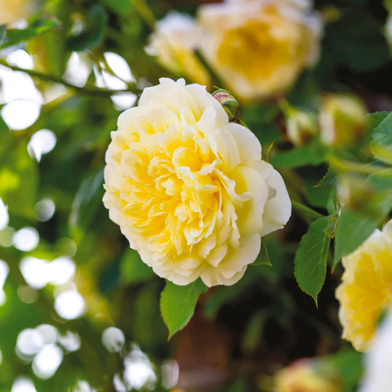 The PIlgrim Climbing Rose 10 The PIlgrim Climbing Rose - Image 8