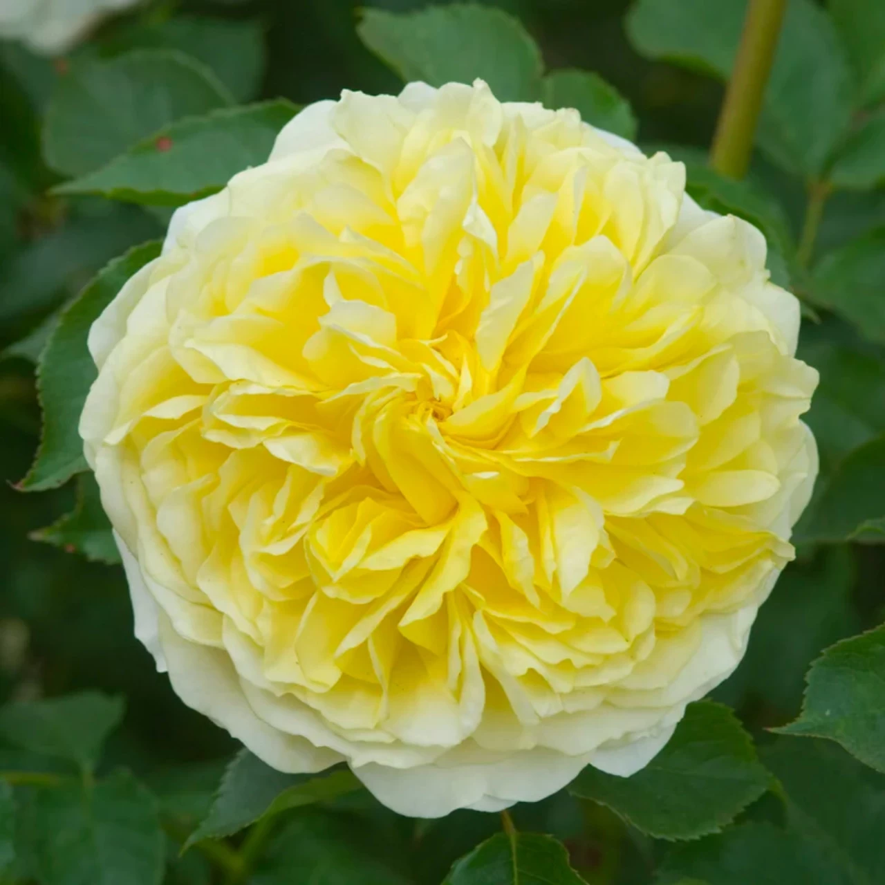 The PIlgrim Climbing Rose 11 The PIlgrim Climbing Rose - Image 9
