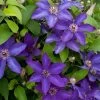 The President Clematis 1 The President Clematis -Garden Plant Store The President Clematis Vine Blooming 68591.1612293204