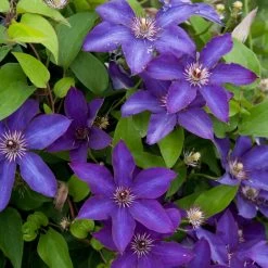 The President Clematis