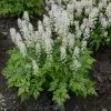 Cutting Edge Foamflower -Garden Plant Store Tiarella Cutting Edge with White Blooms 40847.1615565442