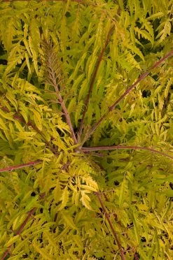 Tiger Eyes Sumac -Garden Plant Store Tiger Eyes Sumac Branches and Leaves 58188.1682373621