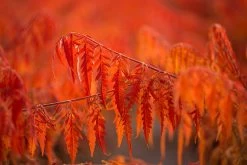 Tiger Eyes Sumac -Garden Plant Store Tiger Eyes Sumac Foliage in the Fall 25568.1682373621