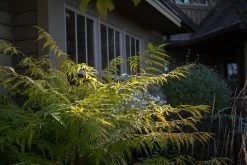 Tiger Eyes Sumac -Garden Plant Store Tiger Eyes Sumac In The Garden 76013.1682373621