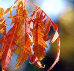 Tiger Eyes Sumac -Garden Plant Store Tiger Eyes Sumac Leaves Turning Red 12260.1682373621