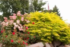 Tiger Eyes Sumac -Garden Plant Store Tiger Eyes Sumac Shrub in the Garden 75970.1682373621