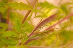 Tiger Eyes Sumac -Garden Plant Store Tiger Eyes Sumac Stems and Leaves 04519.1682373621