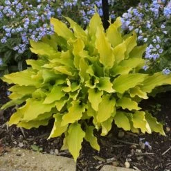 Time In A Bottle Hosta -Garden Plant Store Time in a Bottle Hosta Growing 37324.1675073191