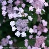Tiny Tuff Stuff® Hydrangea -Garden Plant Store Tiny Tuff Stuff Hydrangea compressor 90460.1517169020