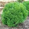 Tater Tot Arborvitae -Garden Plant Store Tiny Tot Arborvitae Shrub 62919.1545079144