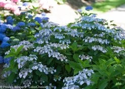 Tiny Tuff Stuff® Hydrangea -Garden Plant Store Tiny Tuff Stuff Hydrangea Shrub with Blue Flowers 60611.1518384514
