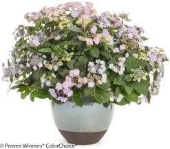 Tiny Tuff Stuff® Hydrangea -Garden Plant Store Tiny Tuff Stuff Hydrangea in Garden Planter 76310.1518384530
