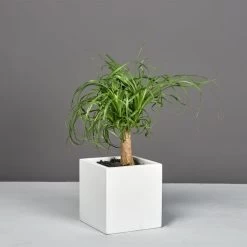 Tonto Small Cube Planters