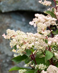 Torch Hardy Hydrangea -Garden Plant Store Torch Hardy Hydrangea Blooming 53408.1649155432