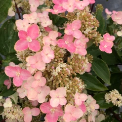 Torch Hardy Hydrangea