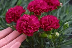 Fruit Punch® Cranberry Cocktail Pinks Dianthus -Garden Plant Store Touching Fruit Punch Cranberry Cocktail Pinks Dianthus 13189.1683646383