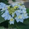 Tuff Stuff Ah Ha Hydrangea -Garden Plant Store Tuff Stuff Ah Ha Hydrangea compressor 93593.1668374437