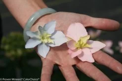 Tuff Stuff Ah Ha Hydrangea -Garden Plant Store Tuff Stuff Ah Ha Hydrangea Flower Pedals in Hand 49888.1668374437