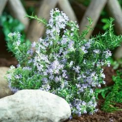 Tuscan Blue Rosemary