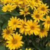 Tuscan Gold False Sunflower -Garden Plant Store Tuscan Gold False Sunflower 17214.1615497716