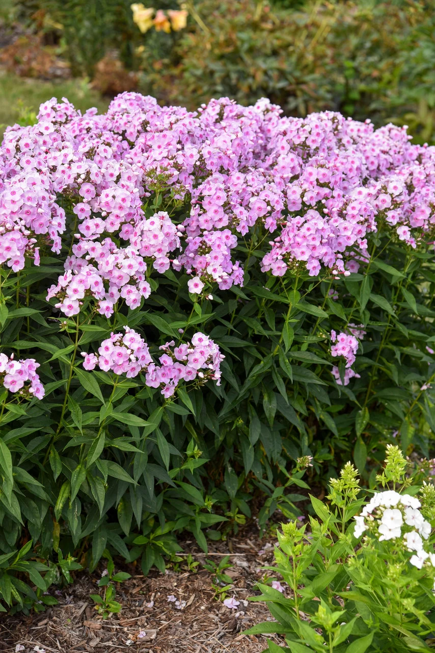 Luminary Opalescence Phlox 4 Luminary Opalescence Phlox - Image 2