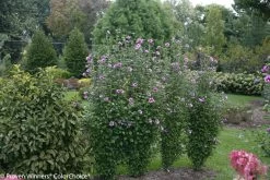Purple Pillar® Rose Of Sharon -Garden Plant Store Upright Purple Pillar Rose of Sharon Shrubs 79218.1523197687
