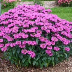 Upscale™ Lavender Taffeta Bee Balm -Garden Plant Store Upscale Lavender Taffeta Bee Balm Flowering 40967.1675074432