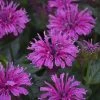 Upscale™ Lavender Taffeta Bee Balm 1 Upscale™ Lavender Taffeta Bee Balm -Garden Plant Store Upscale Lavender Taffeta Bee Balm Flowers Close Up 35246.1675074399