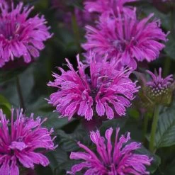 Upscale™ Lavender Taffeta Bee Balm