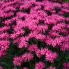 Upscale™ 'Pink Chenille' Bee Balm -Garden Plant Store Upscale Pink Chenille Bee Balm Blooming 44965.1675074861