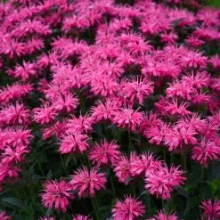 Upscale™ 'Pink Chenille' Bee Balm