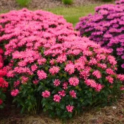 Upscale™ 'Pink Chenille' Bee Balm -Garden Plant Store Upscale Pink Chenille Bee Balm Growing in the Yard 82602.1675074947