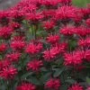 Upscale™ Red Velvet Bee Balm -Garden Plant Store Upscale Red Velvet Bee Balm Blooming 60256.1675075369
