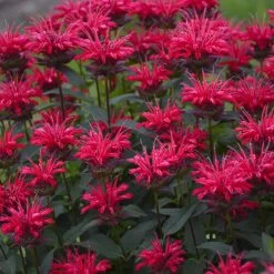 Upscale™ Red Velvet Bee Balm
