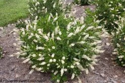 Vanilla Spice® Summersweet -Garden Plant Store Vanilla Spice Summersweet Bush in Landscaping 02874.1549755029