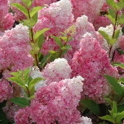 Vanilla Strawberry Hydrangea