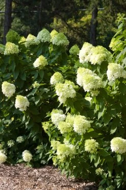 Vanilla Strawberry Hydrangea -Garden Plant Store Vanilla Strawberry Hydrangea Shrubs blooming 67821.1684203532