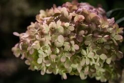 Vanilla Strawberry Hydrangea -Garden Plant Store Vanilla Strawberry Hydrangea blooms turning green 92706.1684203532