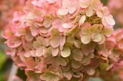 Vanilla Strawberry Hydrangea -Garden Plant Store Vanilla Strawberry Hydrangeas Flower Petals 17173.1684203532