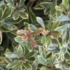 Juliet Cleyera -Garden Plant Store Variegated Juliet Cleyera Shrub Foliage Main 79621.1553566342